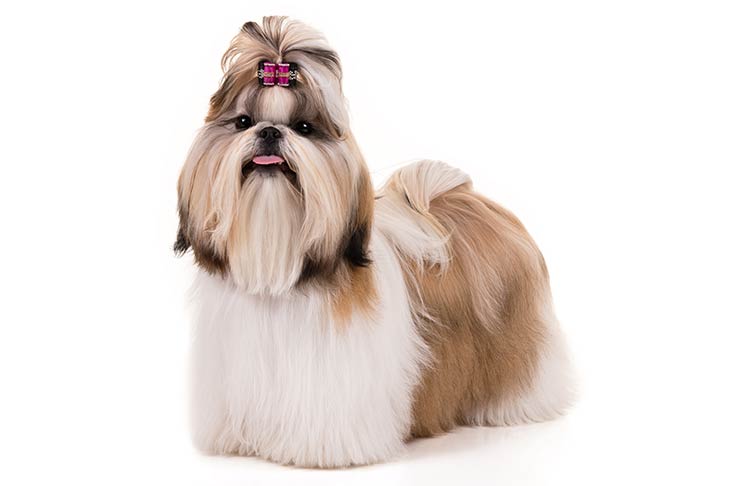 Shih-Tzu-On-White-01