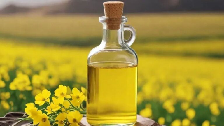canola oil price