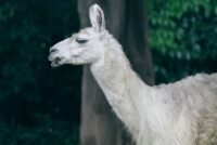 Meta Llama 4 AI Model Applications for Wellness in 2026: A Practical Guide