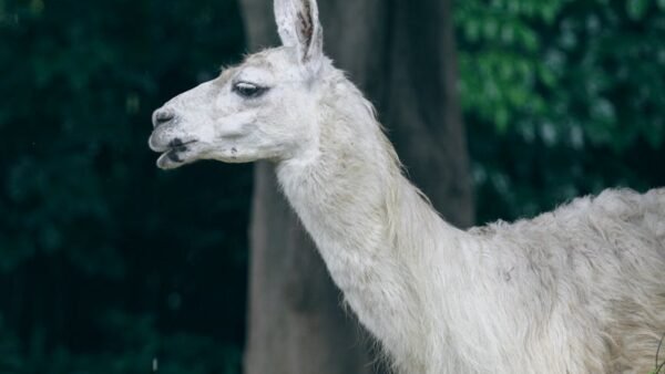 Meta Llama 4 AI Model Applications for Wellness in 2026: A Practical Guide