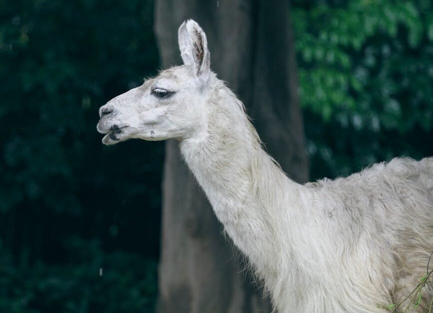 Meta Llama 4 AI Model Applications for Wellness in 2026: A Practical Guide