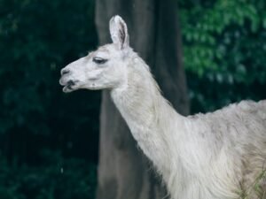 Meta Llama 4 AI Model: Features, Performance, and What to Expect
