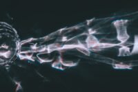 High-Resolution Image Synthesis with Latent Diffusion Models: A Technical Deep Dive