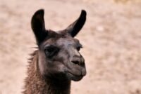 Meta Llama 4 AI Model Updates 2026: Key Enhancements and Performance Boosts