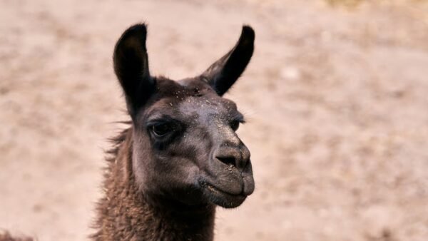 Meta Llama 4 AI Model Updates 2026: Key Enhancements and Performance Boosts