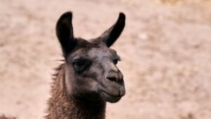 Meta Llama 4 AI Model: Revolutionizing Wellness Applications in 2026