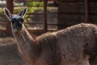 Meta Llama 4 Integration with ControlNet Models: Enhancing AI Capabilities