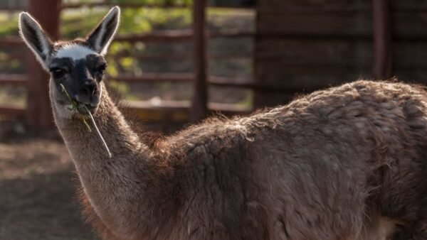 Meta Llama 4 Integration with ControlNet Models: Enhancing AI Capabilities