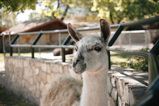 Meta Llama 4 AI Model Updates 2026