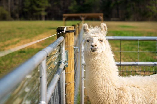 Meta Llama 4 AI Model Wellness Applications