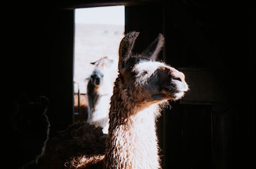 Meta Llama 4 ControlNet Integration