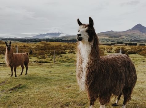 Meta Llama 4's AI image generation capabilities