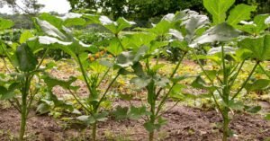 A row of tall, broad-leaved vegetable plants in a garden bed, with orange flowers and more crops behind them