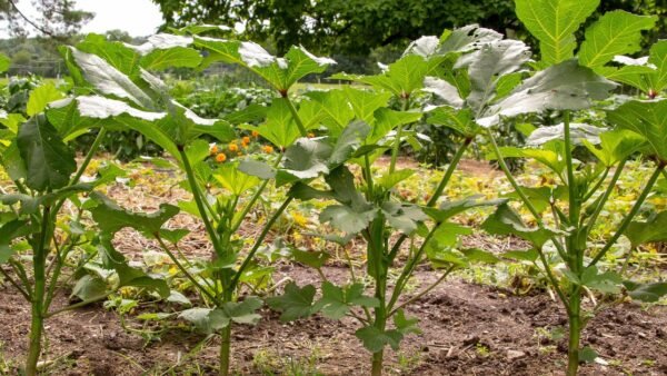 A row of tall, broad-leaved vegetable plants in a garden bed, with orange flowers and more crops behind them